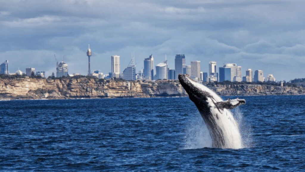Whale Watching in Sydney