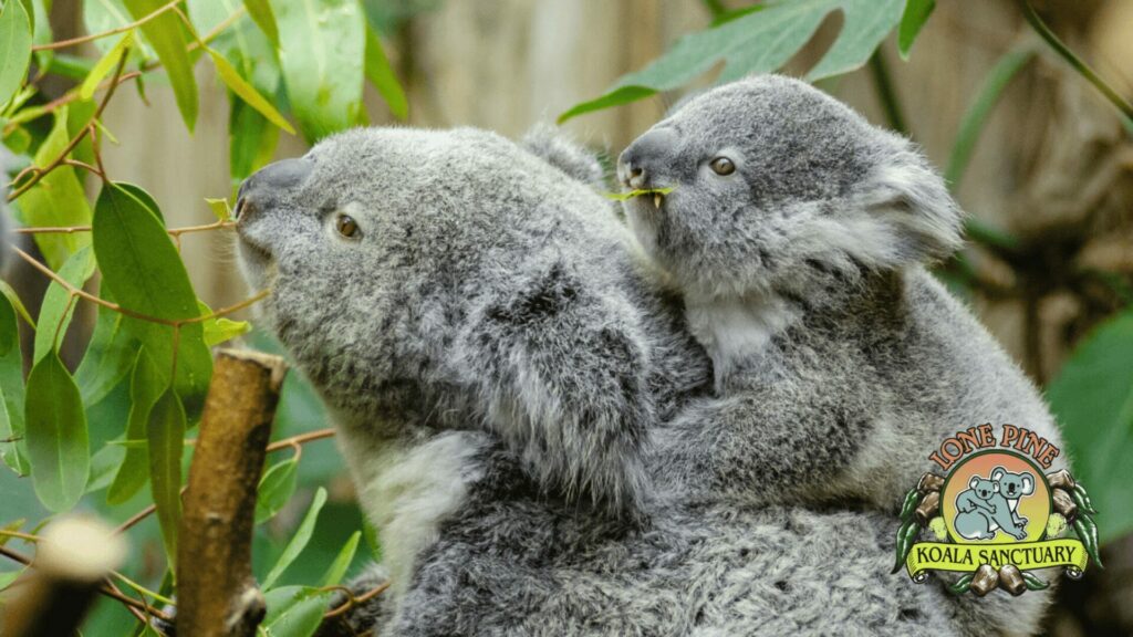 Lone Pine Koala Sanctuary in Brisbane